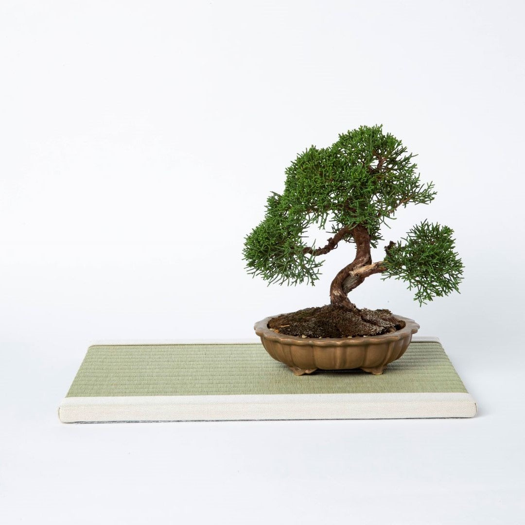 Mini Tatami Mat (B4 size), Rush Grass "Kiwami" (Natural)