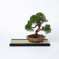 ミニ畳（長方形）　い草「極み」（紺）