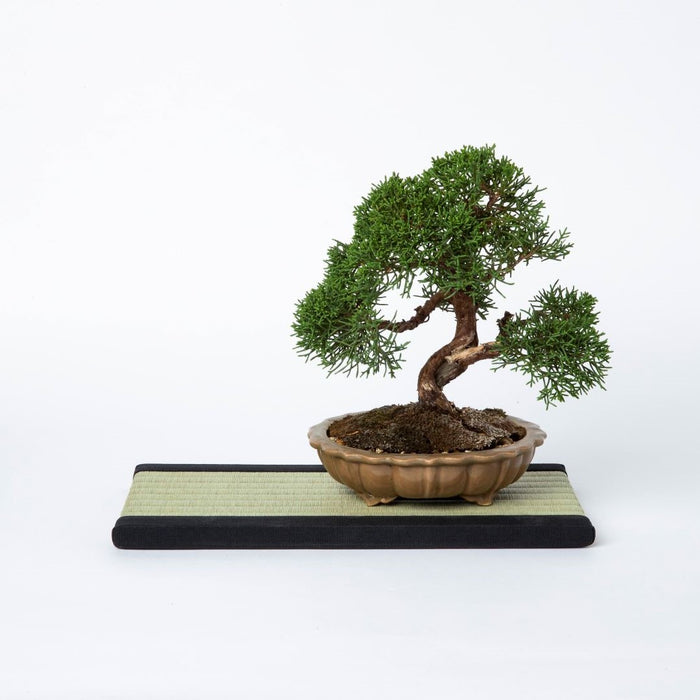 ミニ畳（長方形）　い草「極み」（紺）