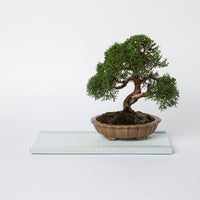 Mini Tatami Mat (Rectangular) - Forget-Me-Not